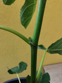 Prodám plodící fíkovník (č.39a), výška 80 cm - 2