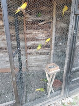 Prodám kakariki rudočelý - 2