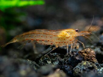 Krevetky - Caridina Multidetata / Amano / Japonica GOLD - 2