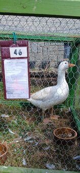 Česká husa - 2