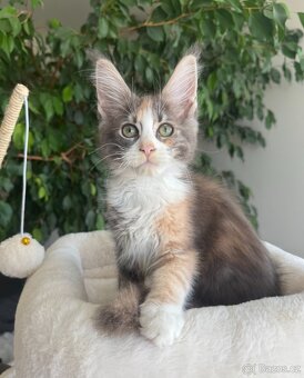 Mainská mývalí holčičky s PP - 2