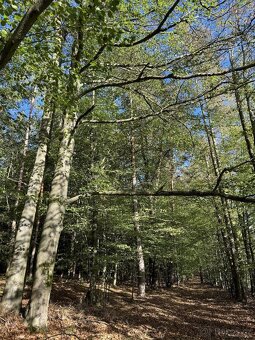 Prodám lesní pozemky v k.ú. Zvole u Zábřeha - 2
