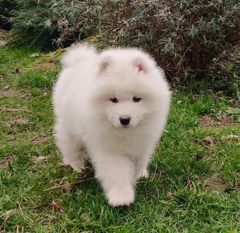 Štěňátka samojeda s PP - 2