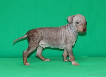 Pejsek Amerického bezsrstého teriéra s PP FCI - 2