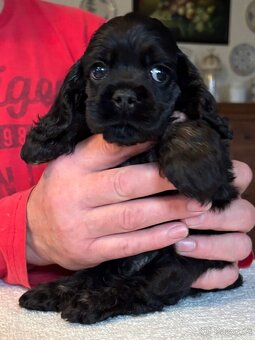 Americký kokršpaněl sPP - 2