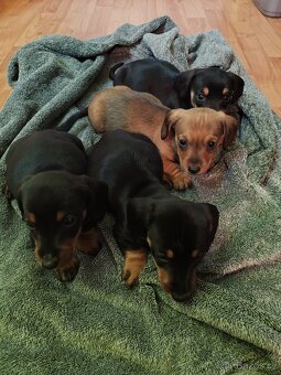 Jezevčík hladkosrsty - 2