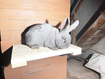 Moravský modrý - 2