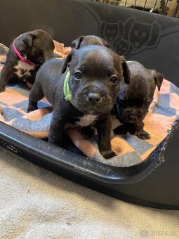 Stafordširsky bulteriér s pp - 2