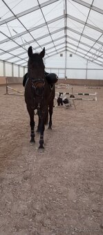 Prodám holanského teplokrevníka. - 2