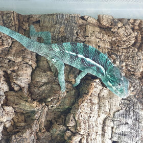 Chameleon Pardálí Nosy Be Blue - 2