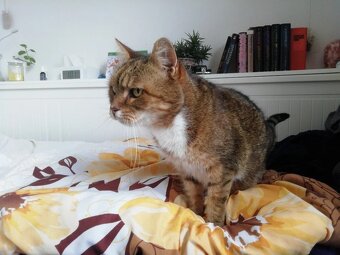 Miloučká stará kočička k adopci - 2