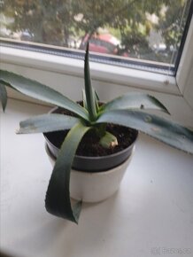 Aloe Vera mexico leciva - 2