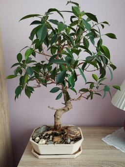 Bonsají - 2