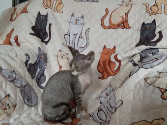 Kocourek Devon rex s pp - 2