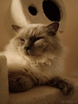 Ragdoll - 2