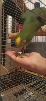 Letošní ručně dokrmené odchovy - 2