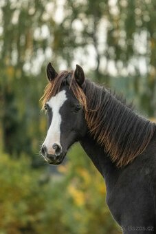 Welsh Cob klisna - 1,5 roku - 2