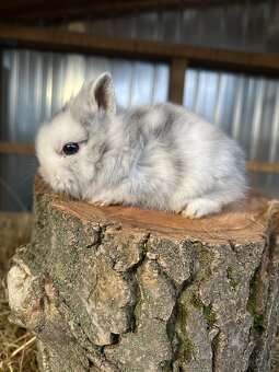 Zakrslý králíček Lvíček - 2