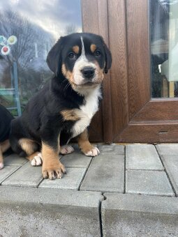 Velký švýcarský salašnický pes - štěňě s PP - 2