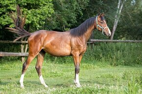 Letos dvouletá klisna po Vatson Sitte - 2