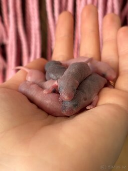 Myš fancy myšky - 2