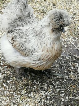 Hedvábnička velká vousatá - 2