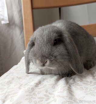 Zakrslý beránek králíček - 2