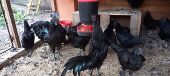 Ayam cemani - násadová vejce - 2