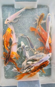 Koi - 2