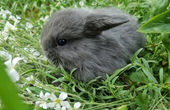 Exkluzivní minilop miminka na prodej - 2