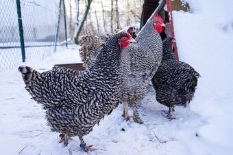 Mechelenky 🥚🐣 (násadová vejce i kuřátka) - 2