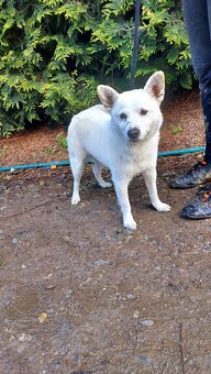Spic shiba bilej - 2