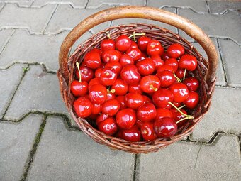 Třesně - 2