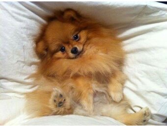 pomeranian - 2