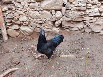Kohout ayam cemani - 2