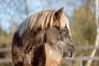 letošní hřebeček irský cob Kai - silver dapple - 2