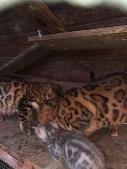 Kočka bengálská bez PP - 2