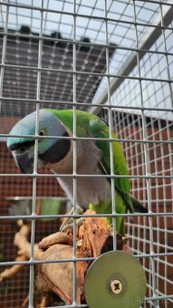 Alexandr čínský - samice - 2