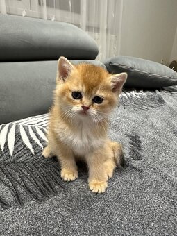 Britská koťáta zlaté činčily - 2