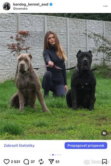 BANDOG, cane corso, doga, pitbull - 2