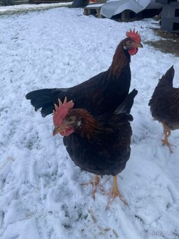 Kohouti - Vlaška - 2