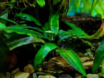Akvarijní rostlina Cryptocoryne affinis-kryptokoryna červená - 2