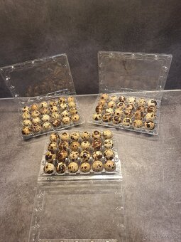 Křepelčí vajíčka - 2