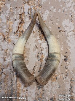 Trofeje, rohy 25-70cm - 2