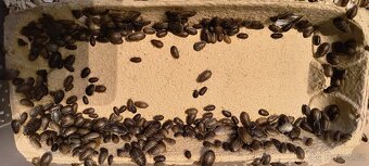 Šváb Argentinský (Blaptica dubia) - 2