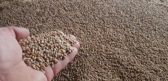 Prodám pšenici - 2