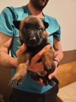 Belgický ovčák malinois s PP - 2