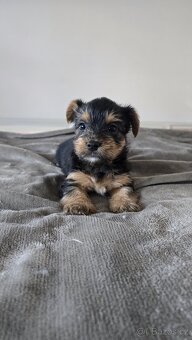 Jorkšírský teriér bez pp - 2