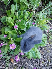 Bílopesíkatý havanovitý králík - 2
