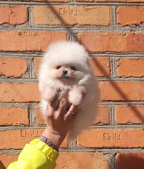 Nabízím štěňátka pomeraniana - 2